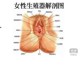 生殖视频成人用品女,成人用品的正面影响与使用指南