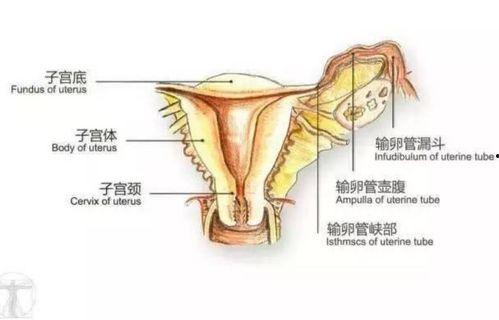 生殖视频成人用品女,成人用品的正面影响与使用指南
