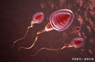 精子视频成人,成人世界的隐秘视角