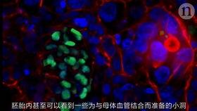 形成人类视频的条件,揭秘人类视频形成的五大关键条件