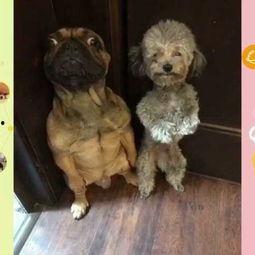 动物变成人搞笑视频,搞笑视频盘点