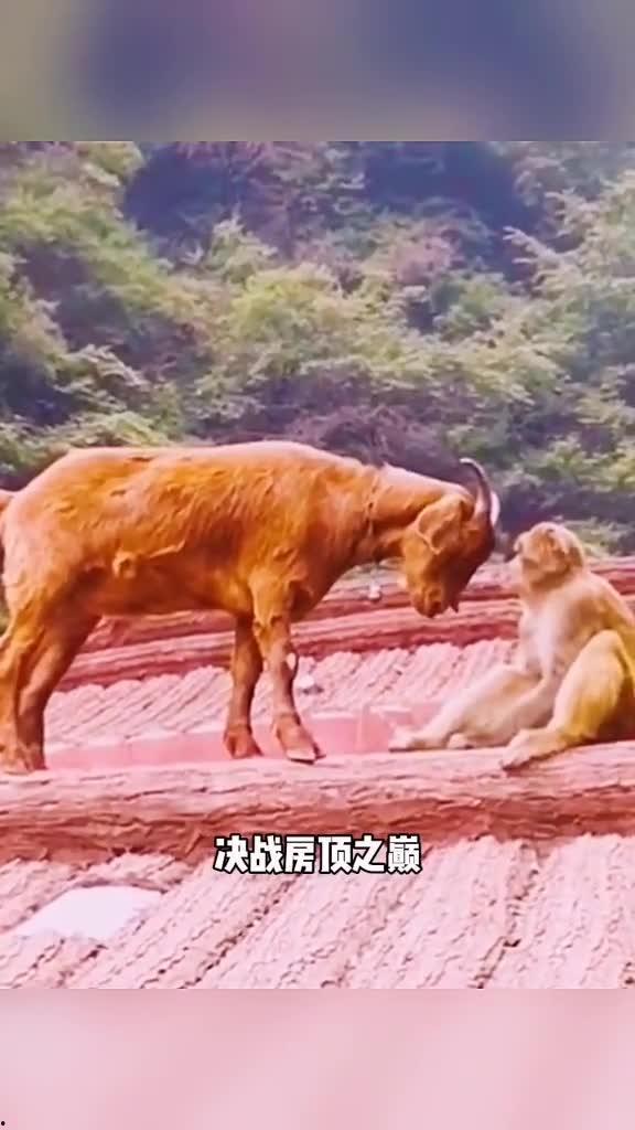 动物变成人搞笑视频,搞笑视频盘点