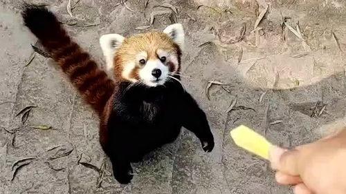 浣熊装成人的样子视频,萌态可掬的“人形”奇遇记