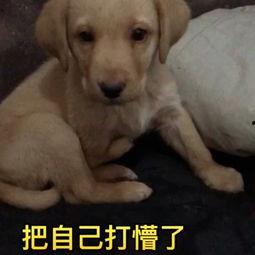 河马变成人形了吗视频,奇幻变身背后的神秘力量