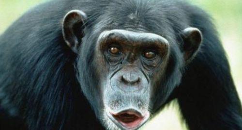 猩猩变成人走出视频后续,揭秘人类起源的惊人转折