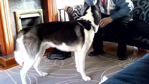 养宠物可以变成人吗视频,揭秘养宠变人的奇幻之旅