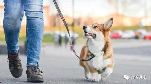 养宠物可以变成人吗视频,揭秘养宠变人的奇幻之旅